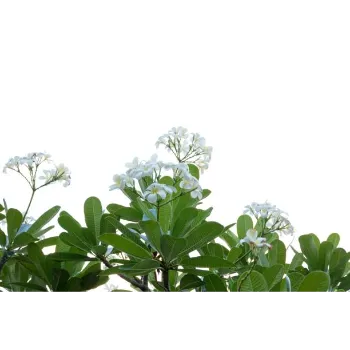 Plumeria Plant